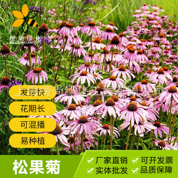 紫色松果菊花种子多年生草花种子四季易活庭院盆栽松果菊种子
