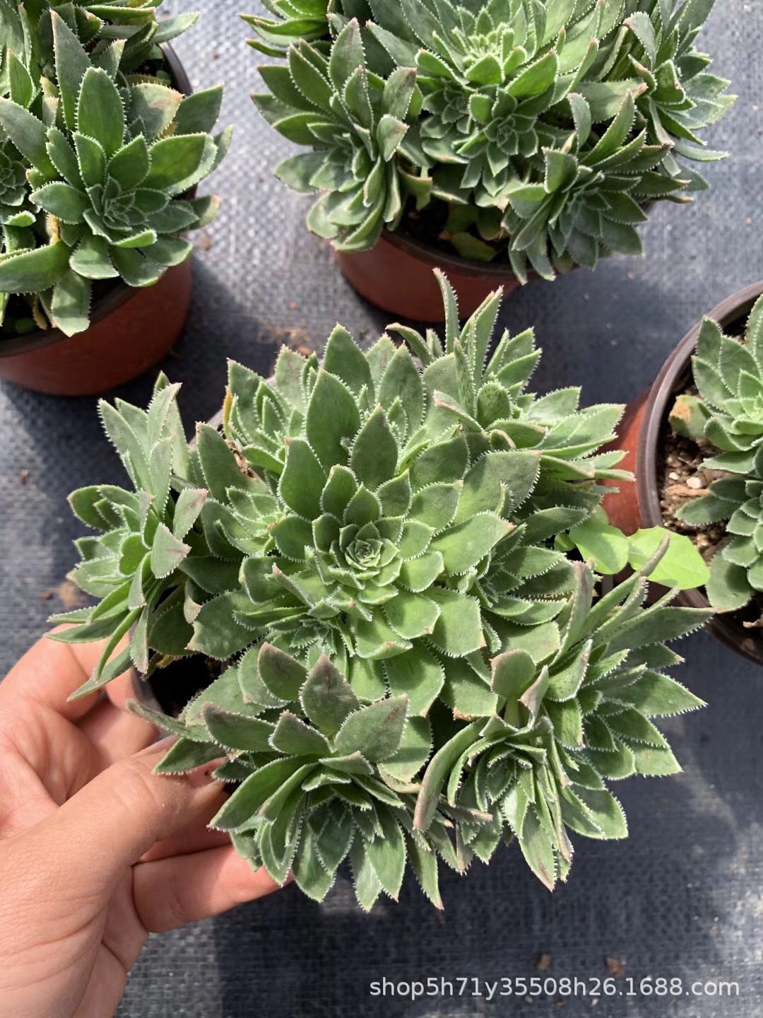 855精品状态多肉植物基地批发 巴贝图法师品相实拍多肉法师珍品