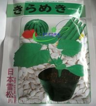 日本雪松 黄瓜西瓜甜瓜嫁接砧木 白南瓜籽白籽南瓜种子 耐寒