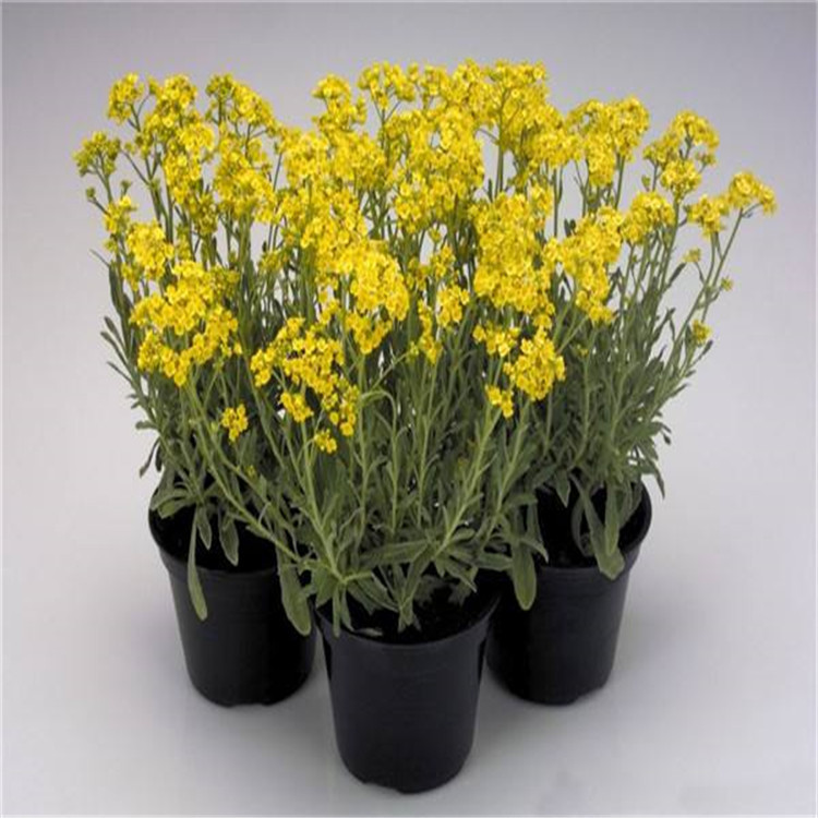 岩生庭芥种子优质多年生岩生庭芥花种野花组合景观花种子批发