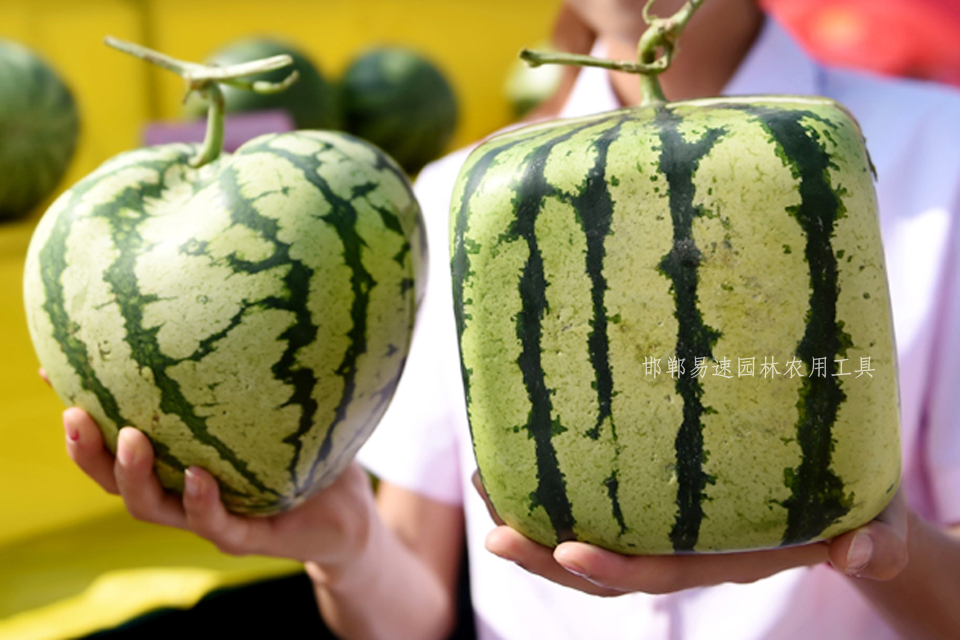 17x17心形西瓜定型生长模具心形西瓜成型模心形西瓜模具厂家直销