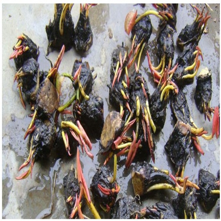 厂家直销水生水培植物小睡莲根根茎莲花水睡莲根块