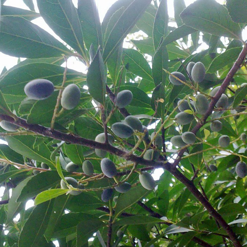 杜英种子 小杜英种子 沙藏露芽 大叶杜英 小叶杜英 彩色行道树种