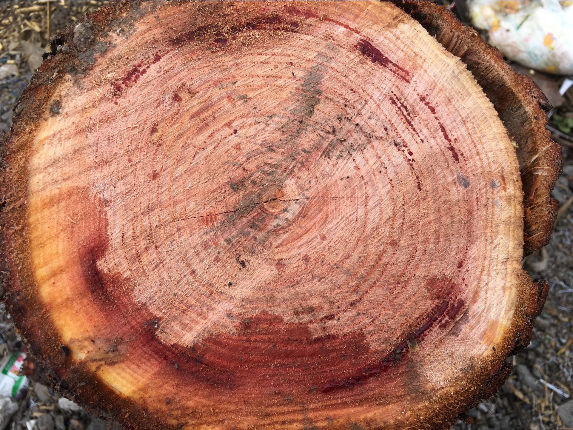 启林大量供应本地香椿板材香椿原木木材价格欢迎来电咨询