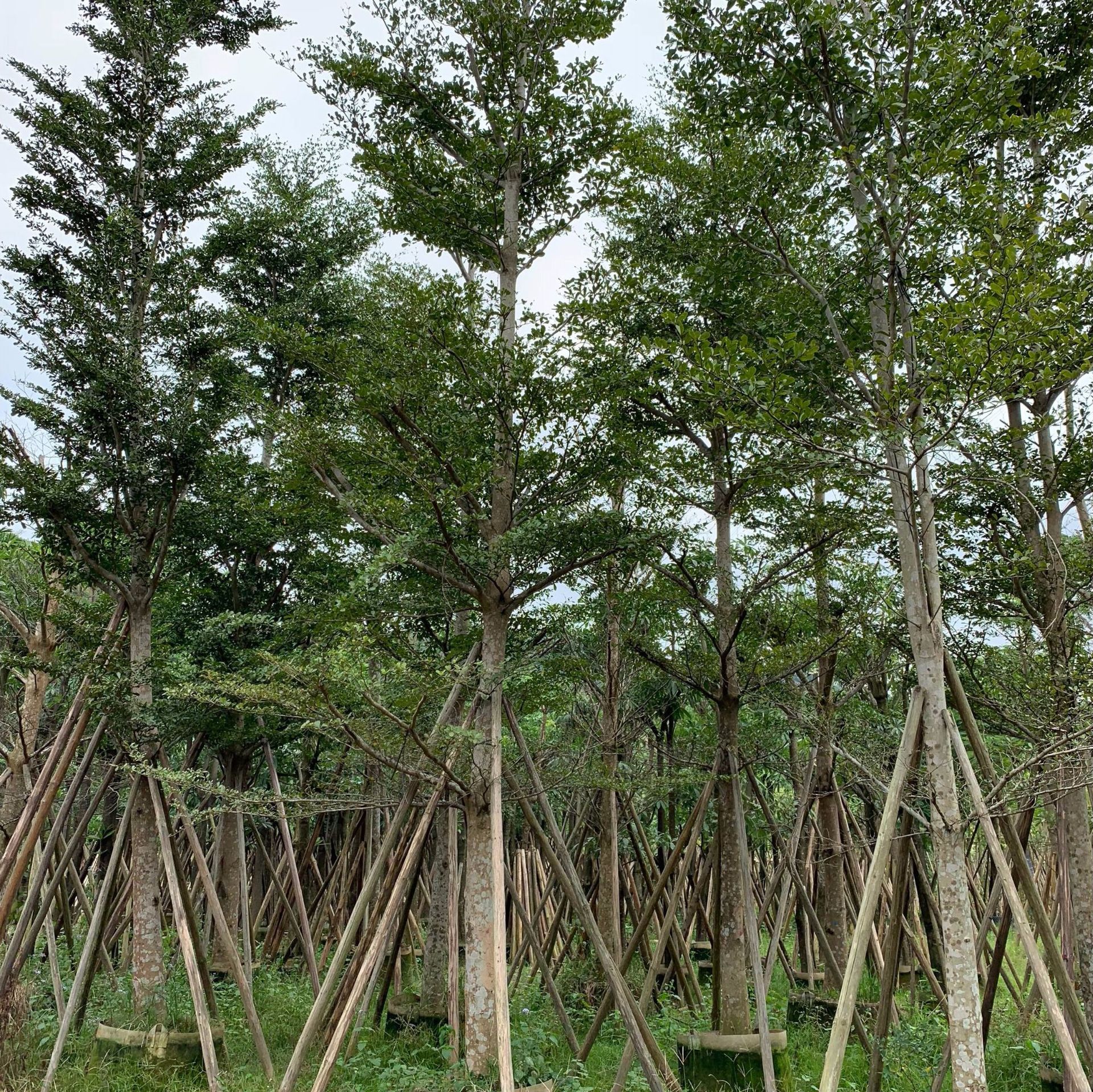 小叶榄仁 细叶榄仁大量供应绿化苗木 普宁绿化苗移植苗袋苗现货