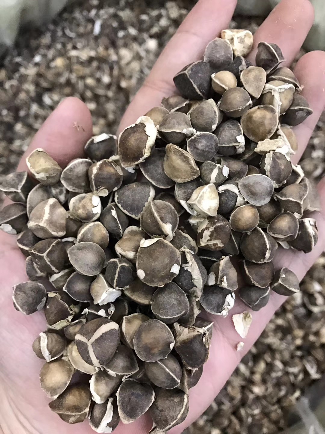 正宗辣木籽种子-正宗辣木籽种子厂家,品牌,图片,热帖-阿里巴巴