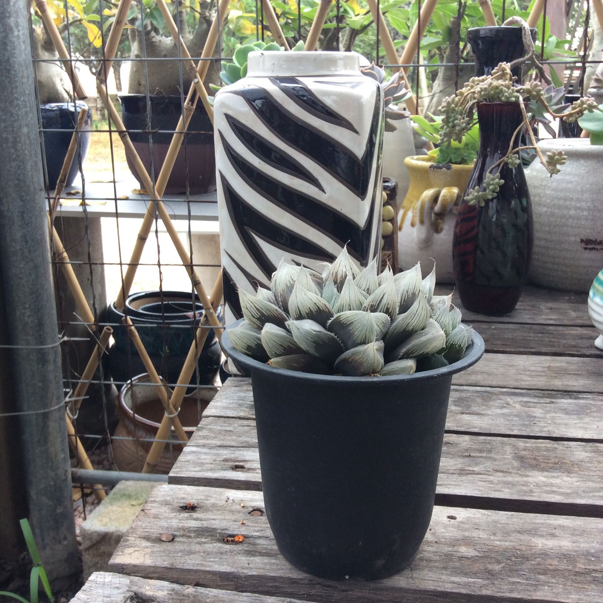 高端饱满老桩魔王玉露零售批发