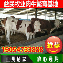 浙江肉牛回收价格 江西鲁西黄牛多少 贵州黄牛小牛犊基地
