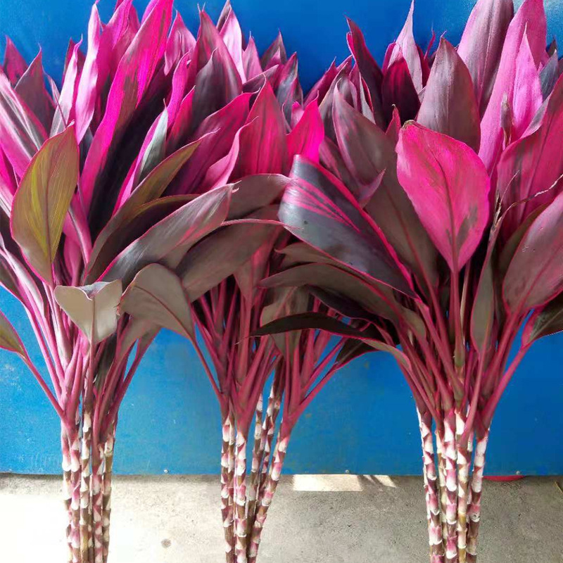 海南种植基红竹焦竹焦红竹鸿运竹富贵竹基地直销客厅盆景水培花卉