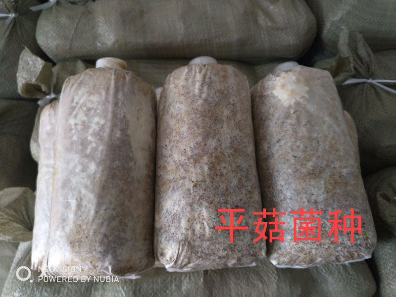 尊敬的广大新老客户,我们的各类菌种上市啦!价格大优惠啦!