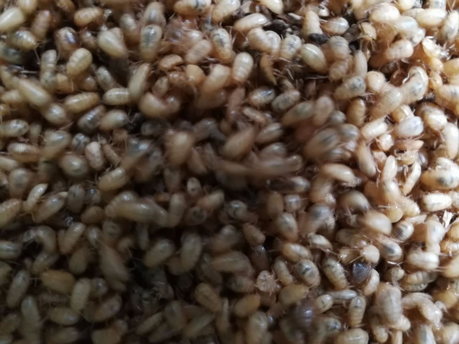 土元种幼苗养殖零售 芝麻虫幼虫 绿豆虫幼虫养殖