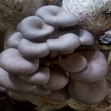 黑平菇包大量批发早秋季平菇种植菌包每包重六斤抗温平菇种植菌包
