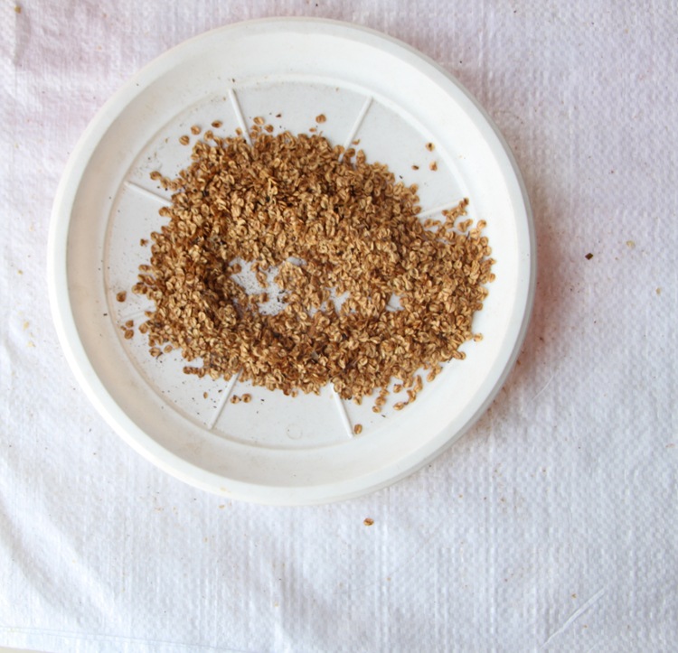 水杉树种子 新采一级水杉种子 金叶水杉种子 林木种子 品质保证