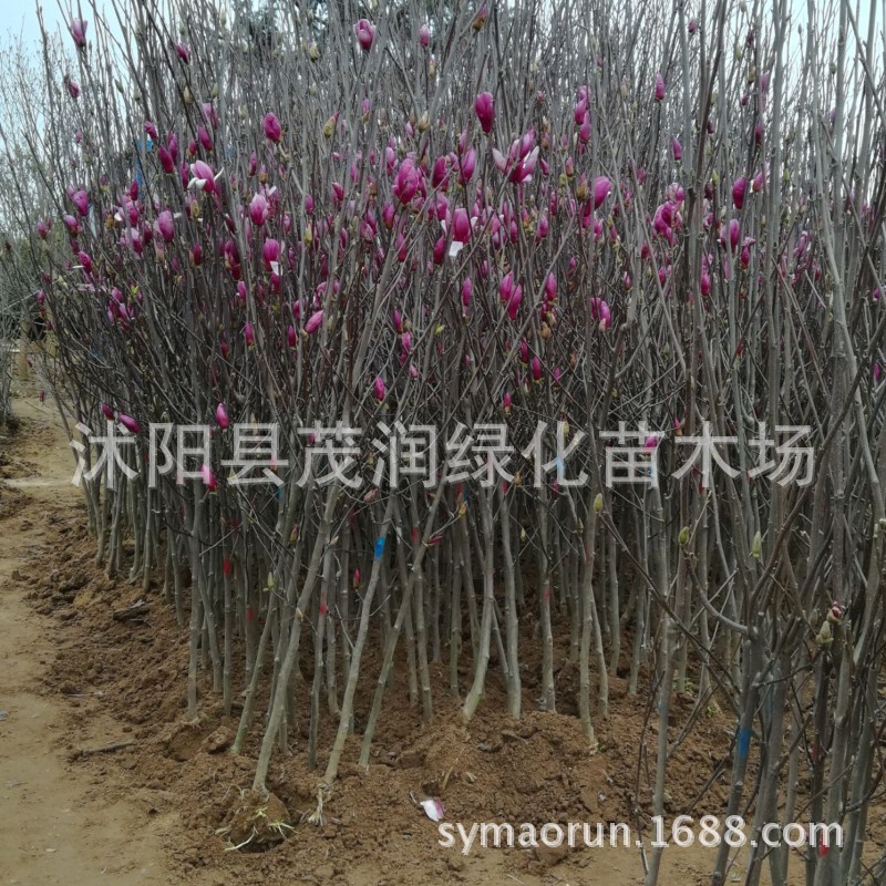 嫁接紫玉兰苗基地规格多 庭院盆栽行道树园林绿化树苗