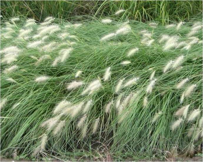 灌木-水生植物 芦竹 花叶芦竹 花叶香蒲 花叶菖蒲 品种齐全 大量供应-