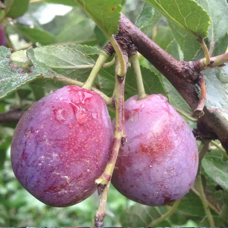 李子苗 法兰西西梅苗 红西梅李子树苗 青脆李 脆红李喜梅苗品种纯