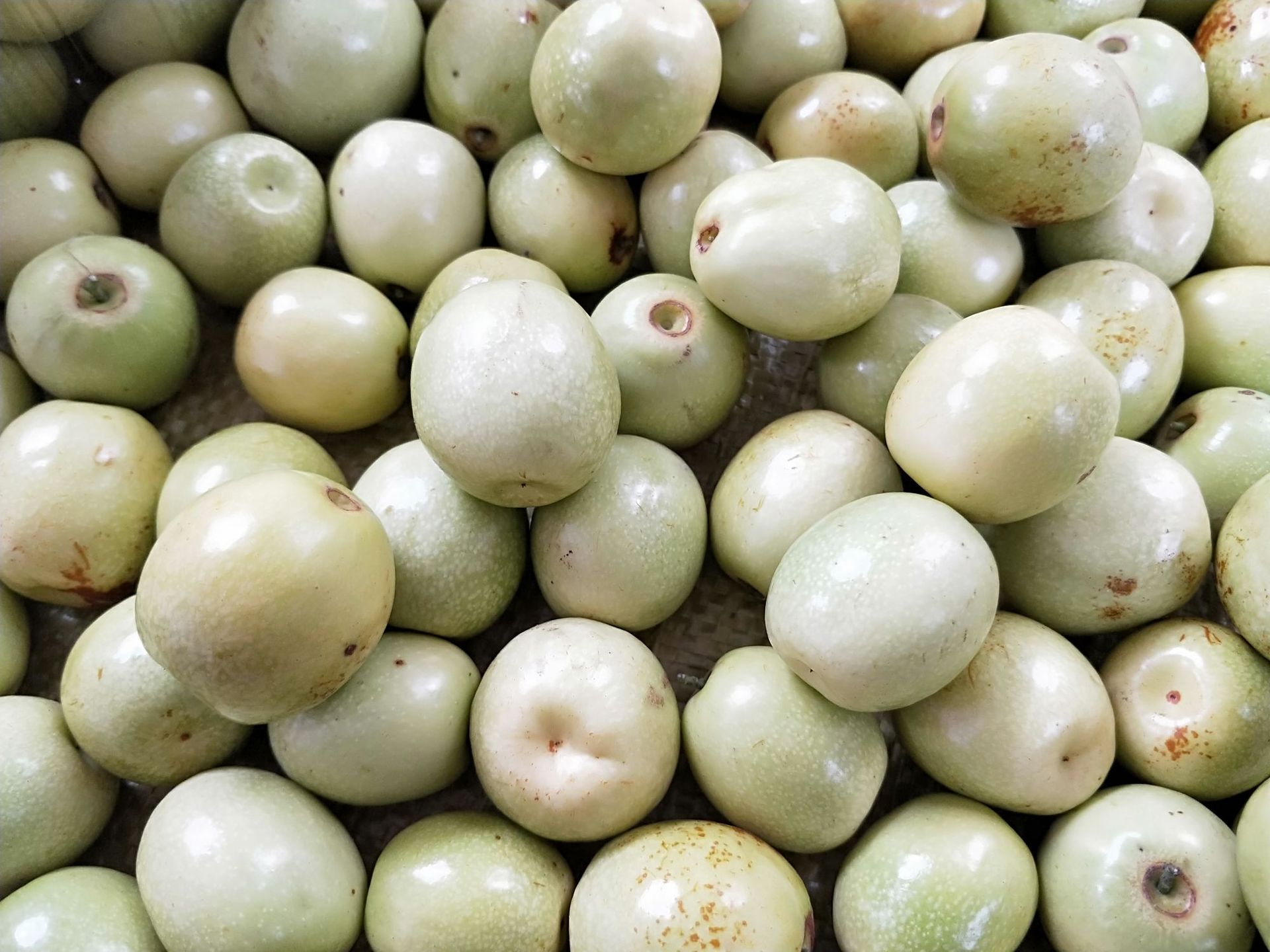 红丹脆枣 枣苗 鲜枣 枣树苗 非沾化冬枣 嫁接果树苗 南方北方种植