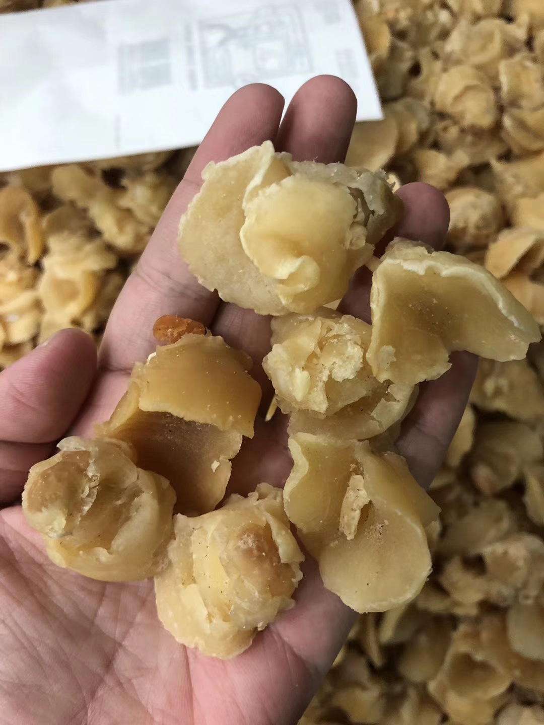 500克珍珠鲍鱼干 小鲍鱼贝壳大连鲍鱼 珍珠螺头螺肉干螺肉颗粒