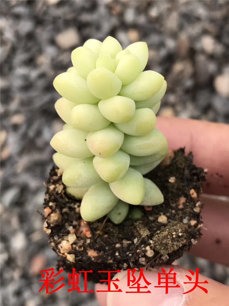 065多肉种植基地批发 彩虹玉坠单头多肉品种 状态实拍