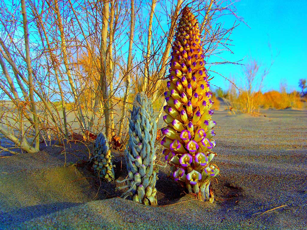 新疆肉苁蓉产地直销大芸沙漠人参泡酒料另有切片搭配中药材锁阳片