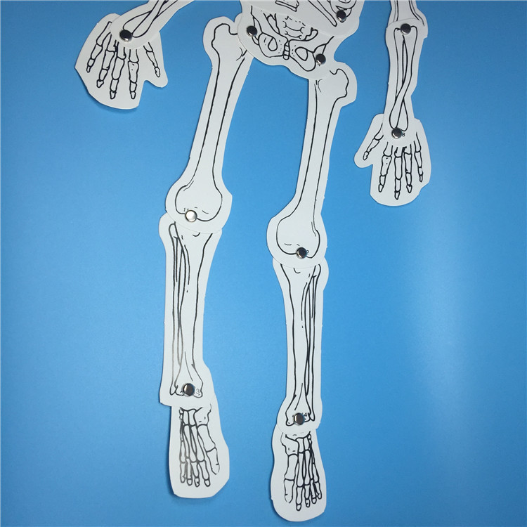 幼儿益智玩具儿童科学实验器材科技小制作自制人体骨骼模型拼装