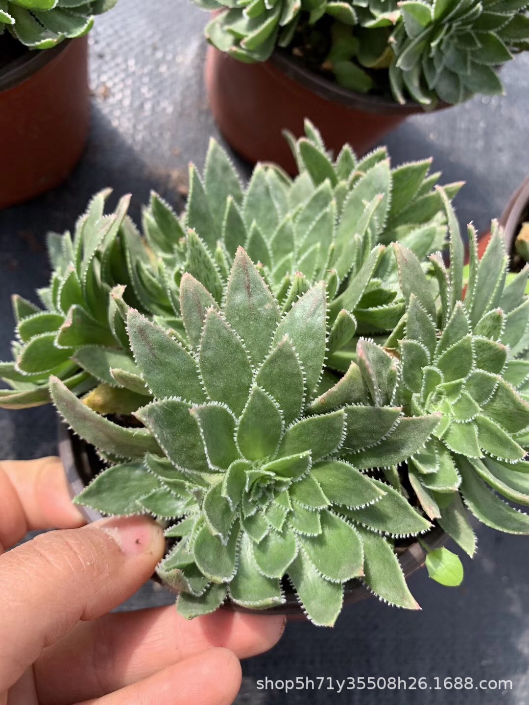 855精品状态多肉植物基地批发 巴贝图法师品相实拍多肉法师珍品