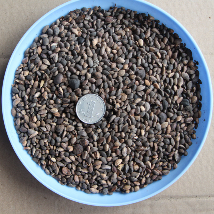 油松种子颗粒饱满出芽率高林木种子厂家直销