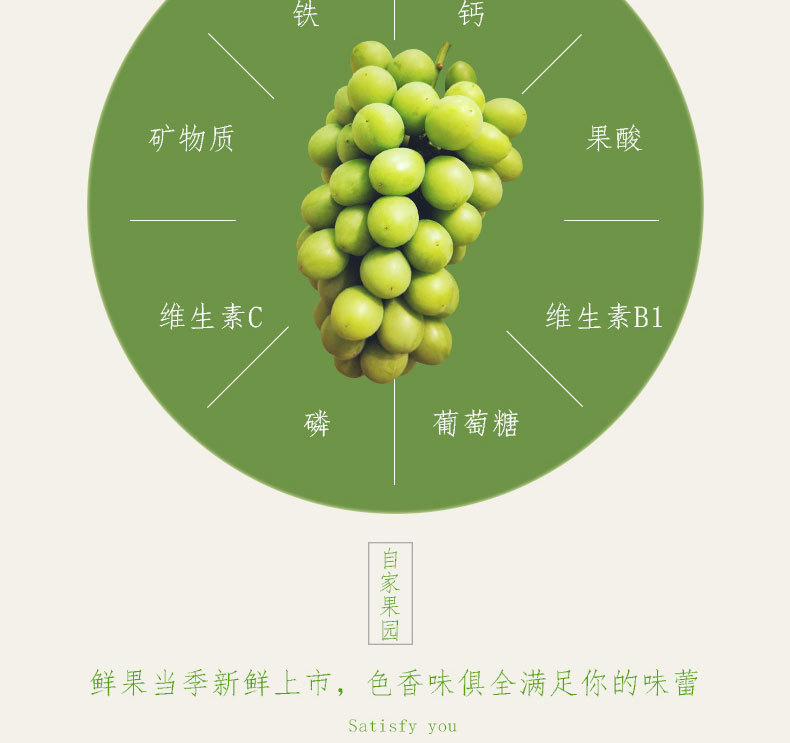 供应自家果园新鲜金香玉葡萄果肉厚口感脆甜无核葡萄