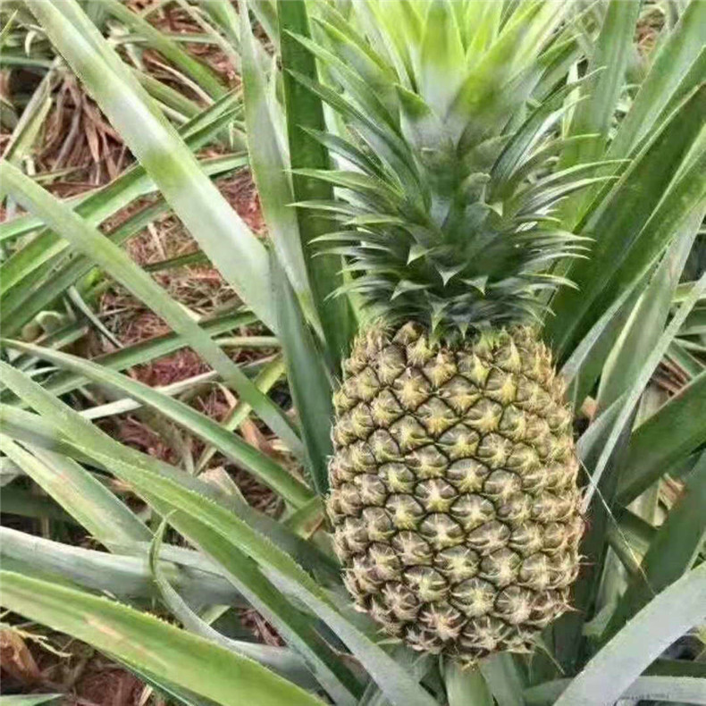 大量出售凤梨苗 盆栽地栽凤梨苗 台湾地菠萝苗 凤梨苗批发