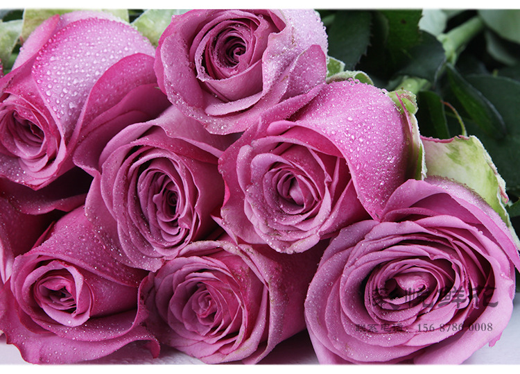 [冷美人玫瑰花]云南昆明斗南 鲜花批发 直供居家婚庆装饰紫色玫瑰
