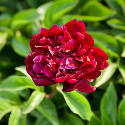 菏泽花卉基地供应墨紫含金芍药 芍药苗 菏泽芍药 3年5分枝预售