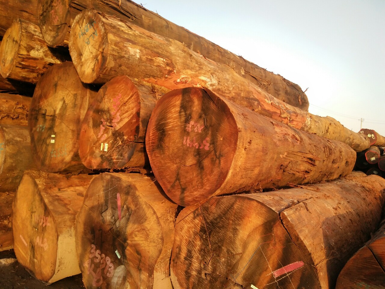 批发芒果木原木 巴新榴莲木 定尺加工芒果木板材 芒果木木材