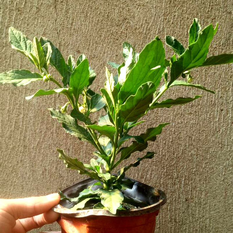 冬珊瑚盆栽 吉庆果苗多年生 看樱桃 珍珠椒开心桃珊瑚豆观果盆栽