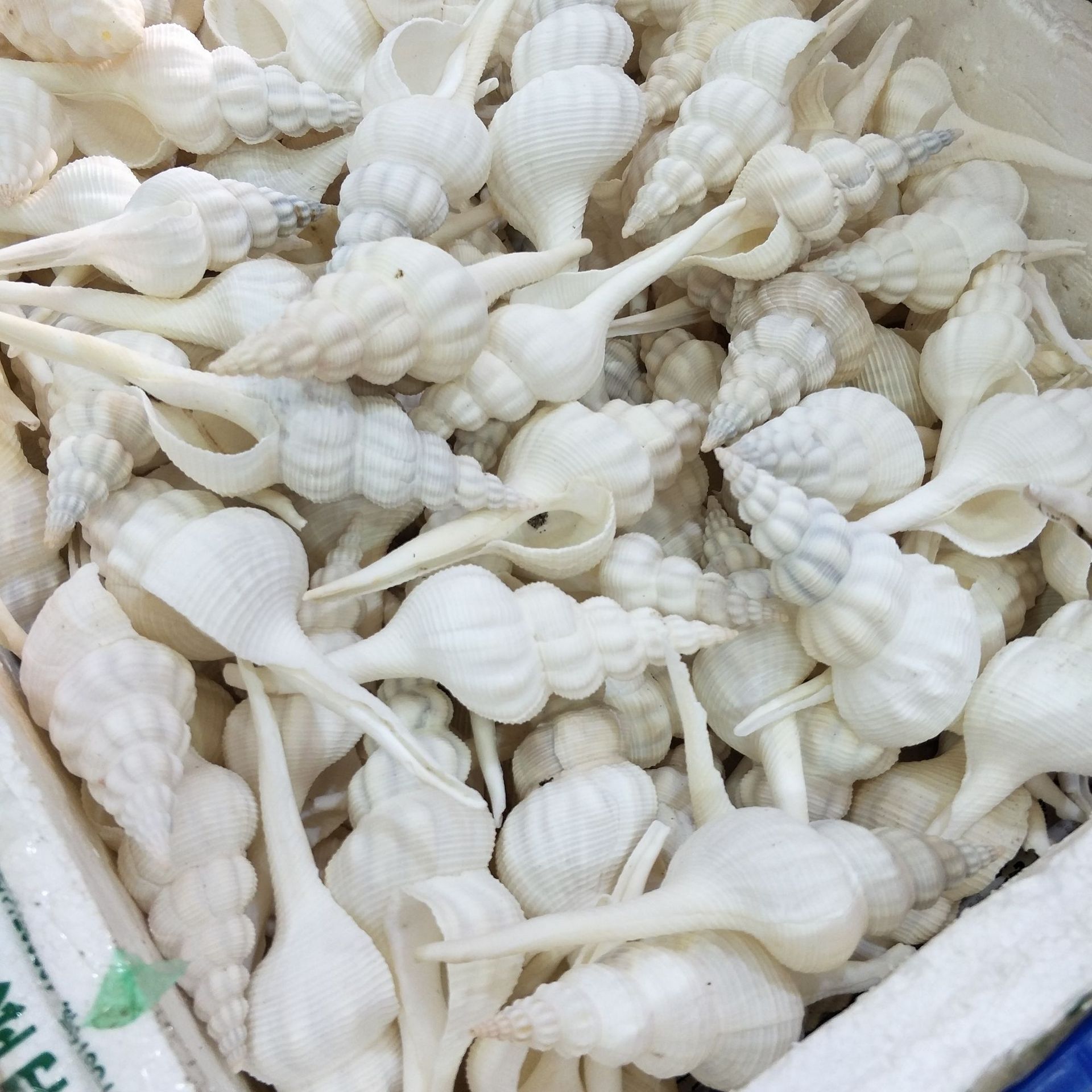 厂家直销长旋螺12-22厘米橱窗摆件造景地中海装饰批发海螺贝壳