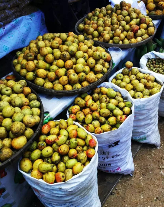 多依果贮藏及运输过程中的杀菌保鲜技术