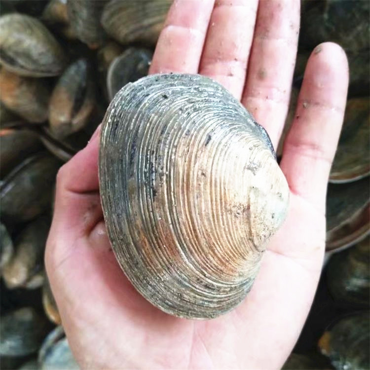 批发鲜活贝类 天鹅蛋贝 紫石房蛤鲜活水产品批发 海鲜楼食材直供