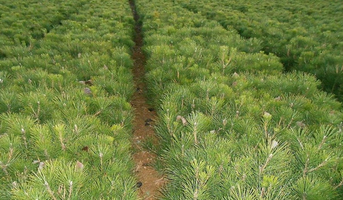 树苗-批发优质油松种子黑松种籽油松林苗木种子量大从优产地直销包