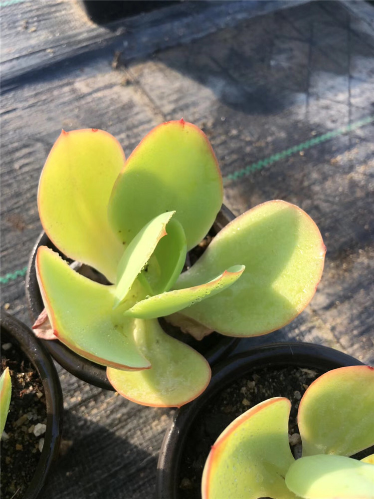 021多肉植物大棚批发阳台品种 柠檬卷单头盆9cm 状态好裸根多肉