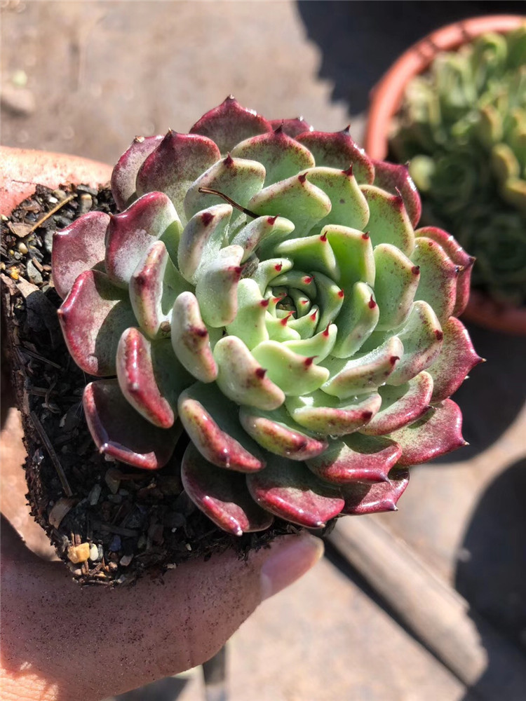 0181多肉植物盆栽大棚直销 精品沙罗姬牡丹单头盆7cm多肉品种限量