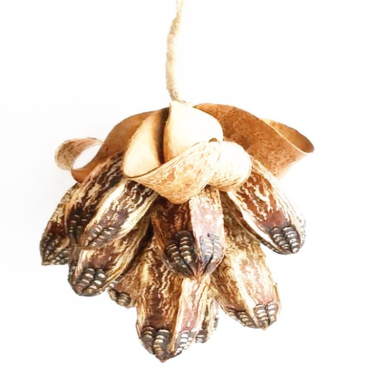 散装新采桃花心木种子 优质植物林木种 桃花心木美国红木种籽批