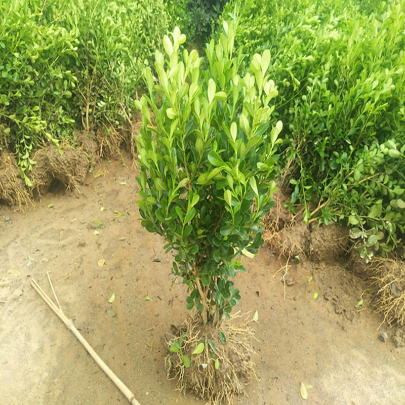 黄杨小叶黄杨常绿灌木规格齐全工程绿化大叶黄杨法国冬青北海道