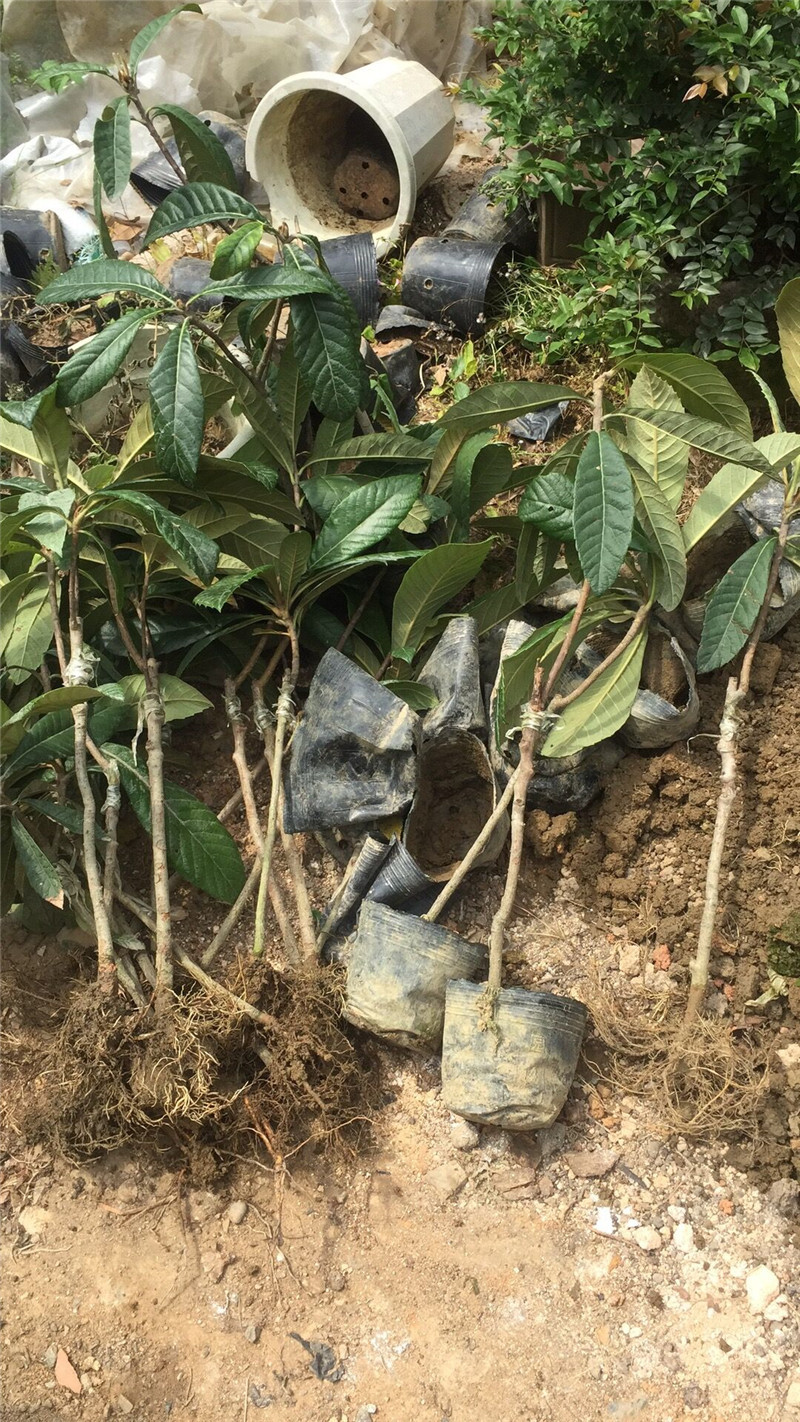 大量供应枇杷树 早钟六号枇杷苗 两年苗龄果苗嫁接优良品种农户直