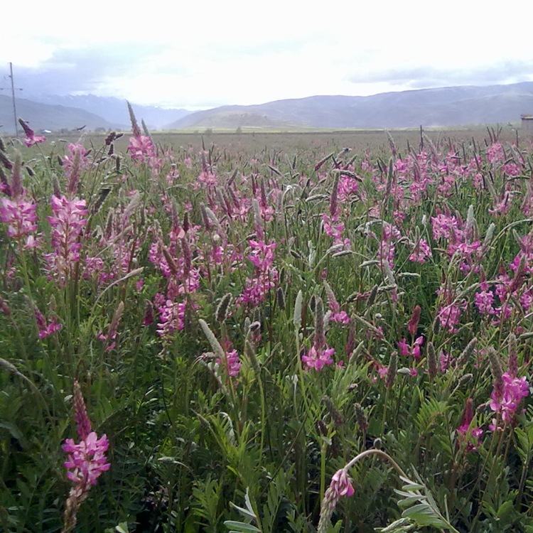 供应牧草种子 红豆草种子 又称牧草 驴食豆发芽快