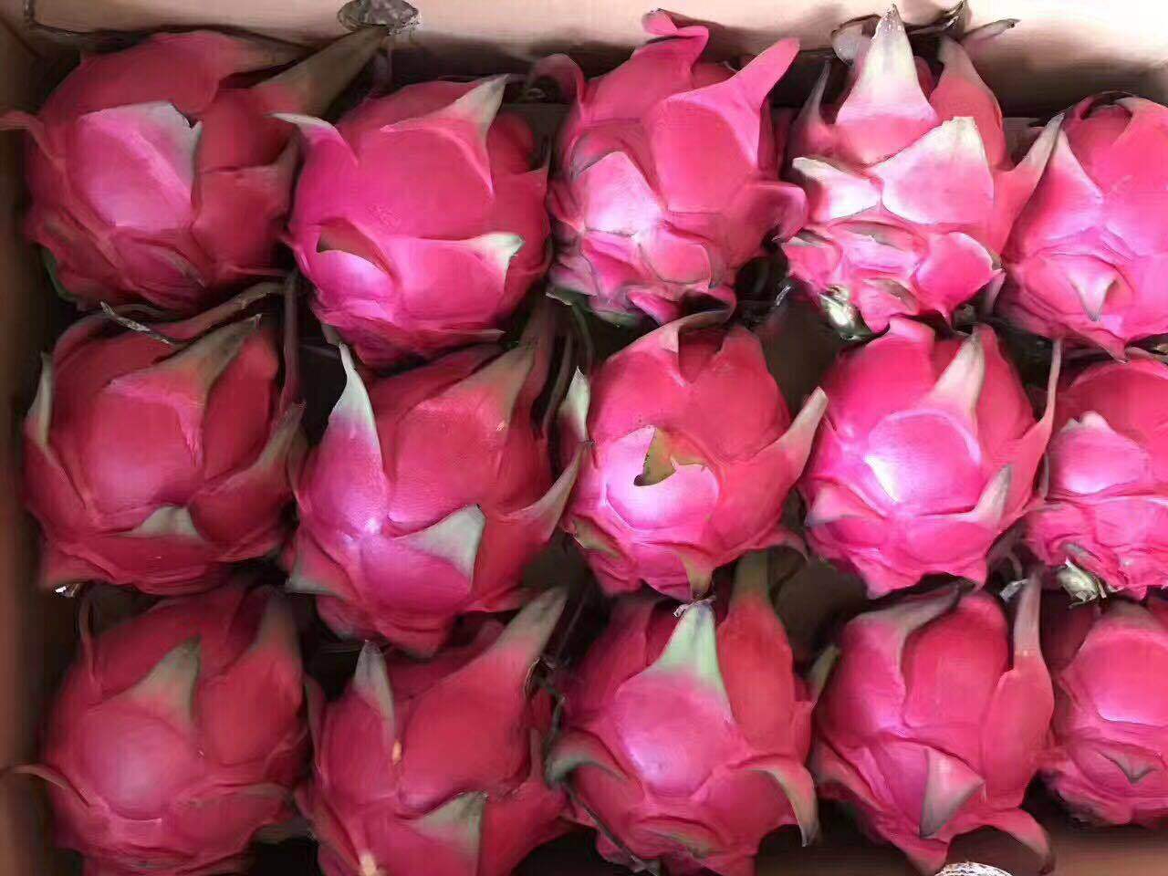 【现货供应】金都一号红心火龙果中小果5斤装新鲜水果一件代发