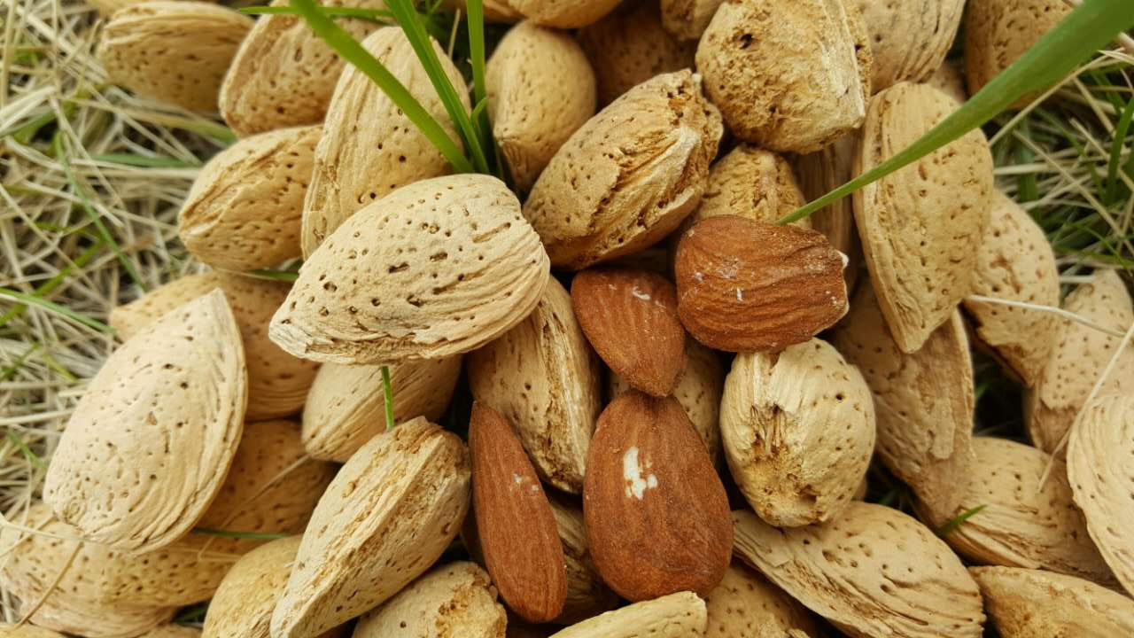 散装生巴旦木松鼠粮食自然晾坚果生扁桃仁杏仁未加工500g零食