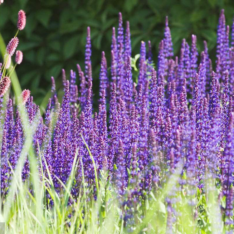 鼠尾草草花 园林景观小区公园盆栽地被宿根花卉 基地直销鼠尾草