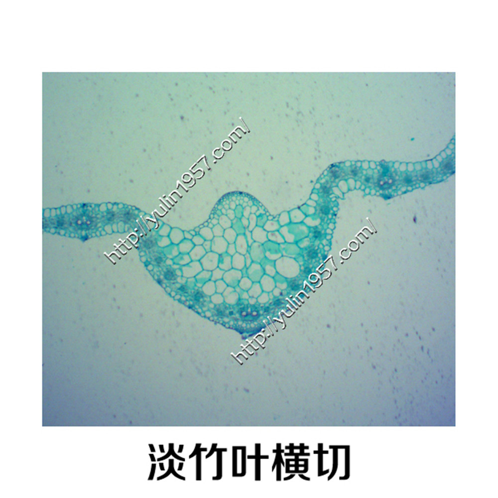 淡竹叶横切生物实验切片 中草药切片 实验器材生物显微玻片