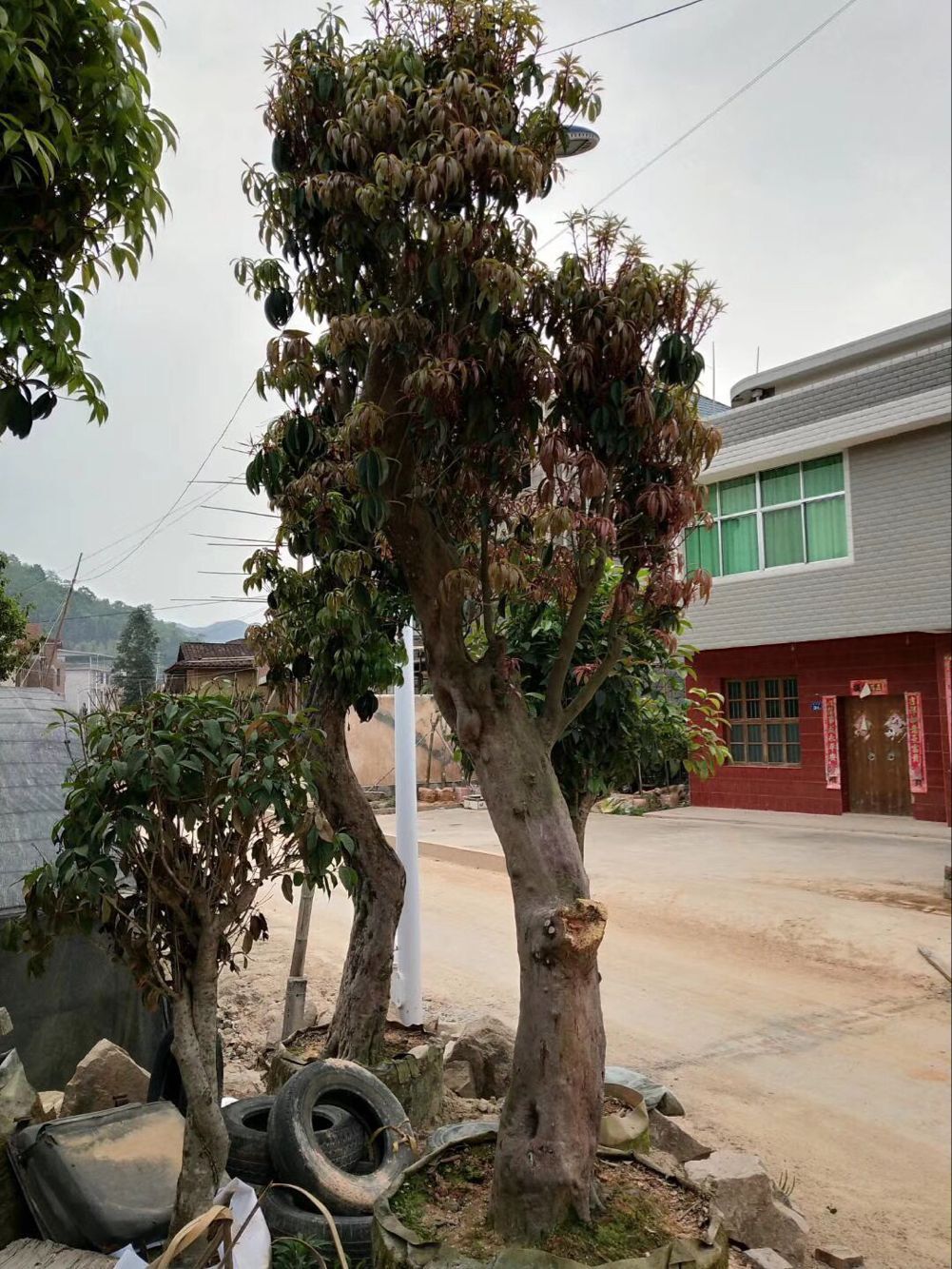 映山红野生杜鹃盆景丛生苗独杆高桩苗基地直供杜鹃花映山红等苗木