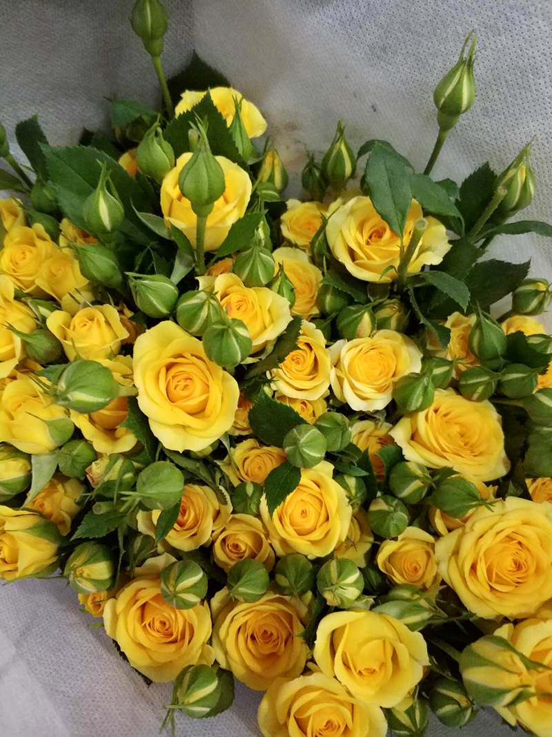 【梦幻芭比】多头玫瑰 云南昆明多头玫瑰鲜花批发 10支/扎