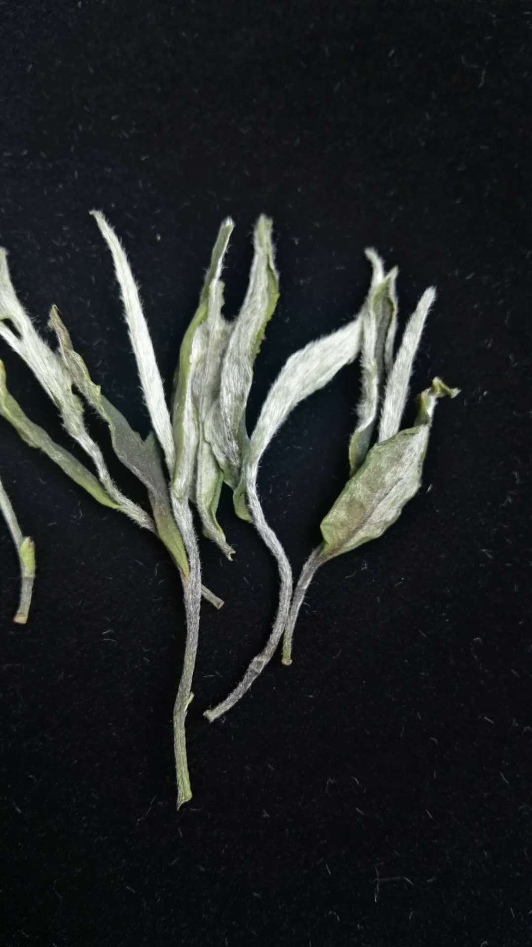 福建茶叶2018福鼎白茶野生白牡丹白毫银针贡眉寿眉清明茶